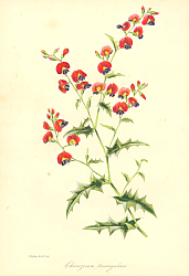 Постер Chorozema Triangulare 1