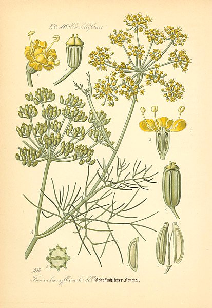 Flora von Deutschland №2 1