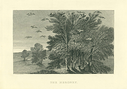 Постер The Heronry 1