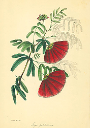 Постер Inga Pulcheruma