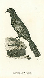 Постер Lathamian Coucal