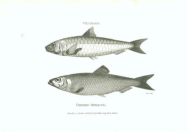 Pilchard, Common Herring