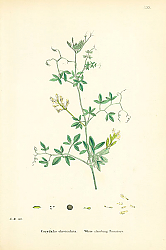 Постер Corydalis claviculata. White climbing Fumitory Постер Corydalis claviculata. White climbing Fumitory