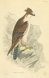 Постер Crested Spizaetus