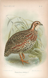 Постер Francolinus Shelley 1