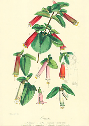 Постер Corraeas