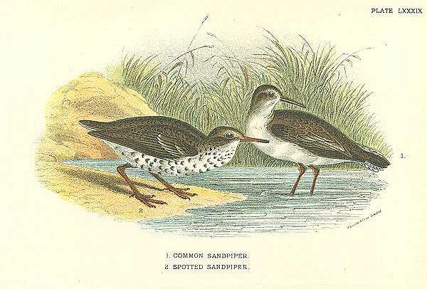 Common Sandpiper, Spotted Sandpiper