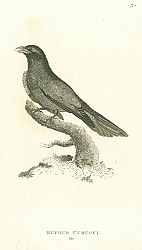 Постер Rufos Curucui, Var