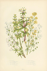 Постер Wild Madder, Yellow Bedstraw, Cross-wort b., Smooth Health b., Least Mountain b., Rough Marsh b. 1