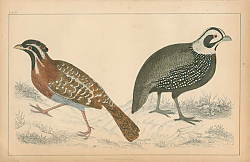 Постер Birds 11