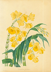 Постер Dendrobium Fimbriatum
