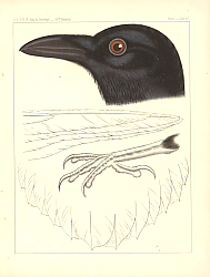 Постер CORRUS CRYPTOLEUCUS 1