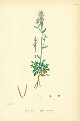 Постер Arabis Petraea. Alpine Rock-cress.