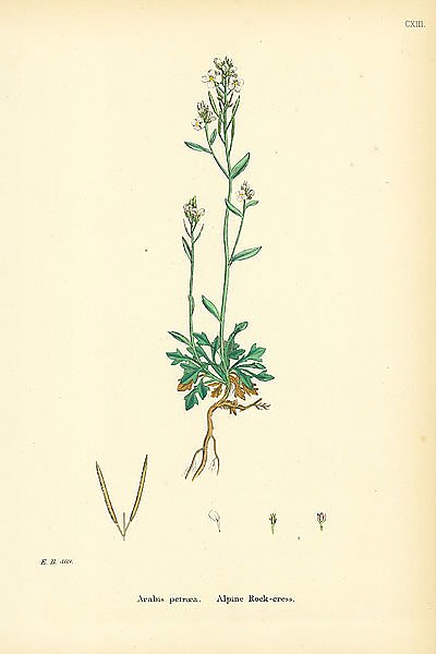 Arabis Petraea. Alpine Rock-cress.
