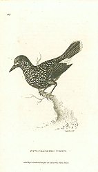 Постер Nut-Cracking Crow