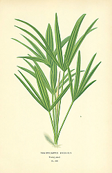 Постер Trachycarpus Excelsus 1