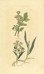 Постер Smallage, Sneeze Wort 1