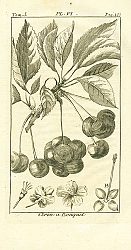 Постер Cerise a Bouquet