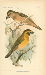 Постер Hyhantornis Supereiliosus 1