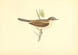 Постер Whitethroat 8