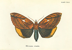 Постер Gloriana ornata