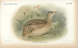 Постер Nothura Marmorata 1