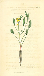 Постер Curtis Ботаника №74