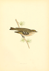 Постер GoldCrest 2