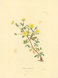 Постер Potentilla Weinmannii