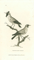 Постер Carunculated Grakle