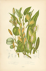 Постер Reticulated Willow, Downy Mountain w., Common Osier, Auricled o. 1