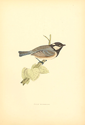 Постер Cole Titmouse 1