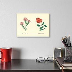 «Boronia Serrulata, Verbena Melindris» в интерьере кабинета над столом «Boronia Serrulata, Verbena Melindris» в интерьере кабинета над столом