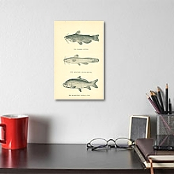 «The Common Catfish, The Margined Stone Catfish, The Big-mouthed Buffalo Fish 1» в интерьере комнаты с золотыми деталями «The Common Catfish, The Margined Stone Catfish, The Big-mouthed Buffalo Fish 1» в интерьере комнаты с золотыми деталями