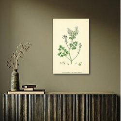 «Fumaria Pallidiflora. Pale Flowered Fumitory.» в интерьере в черно-золотом цвете «Fumaria Pallidiflora. Pale Flowered Fumitory.» в интерьере в черно-золотом цвете