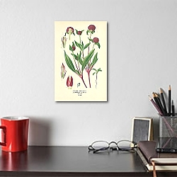 «Globe Amaranth (Gomphrena Globosa) 1» в интерьере с деревянными деталями «Globe Amaranth (Gomphrena Globosa) 1» в интерьере с деревянными деталями