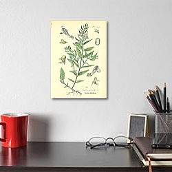 «Labiatae, Scutellaria galericulata 1» в интерьере кухни в стиле ретро «Labiatae, Scutellaria galericulata 1» в интерьере кухни в стиле ретро