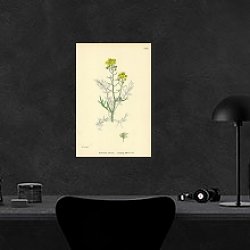 «Nasturtium Sylvestre. Creeping Yellow-cress.» в интерьере с кирпичной стеной «Nasturtium Sylvestre. Creeping Yellow-cress.» в интерьере с кирпичной стеной