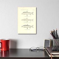 «Nelsons's Whitefish, The Round Whitefish, The Inconnu 1» в интерьере над комодом «Nelsons's Whitefish, The Round Whitefish, The Inconnu 1» в интерьере над комодом