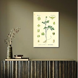 «Caprifoliaceae, Adoxa moschatellina 1» в интерьере офиса с кирпичными стенами «Caprifoliaceae, Adoxa moschatellina 1» в интерьере офиса с кирпичными стенами