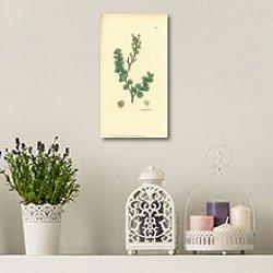 «Sowerby Ботаника №18» в интерьере комнаты с лавандовыми свечами