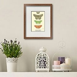 «Parascotia fuliginaria, Bronchelia scolopacea, Terpne papilionaria, Eumelea rosalia» в интерьере комнаты с белыми стенами «Parascotia fuliginaria, Bronchelia scolopacea, Terpne papilionaria, Eumelea rosalia» в интерьере комнаты с белыми стенами