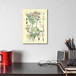 «Valerianaceae, Valeriana officinalis 1» в интерьере комнаты с белыми стенами «Valerianaceae, Valeriana officinalis 1» в интерьере комнаты с белыми стенами