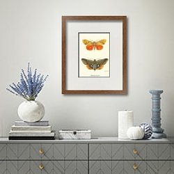 «Miniodes discolor, Lagoptera juno» в интерьере кухни в стиле ретро «Miniodes discolor, Lagoptera juno» в интерьере кухни в стиле ретро