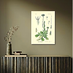 «Globulariaceae, Globularia vulgaris 1» в интерьере в стиле лофт над столом «Globulariaceae, Globularia vulgaris 1» в интерьере в стиле лофт над столом