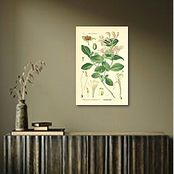 «Caprifoliaceae, Lonicera Caprifolium 1» в интерьере над комодом «Caprifoliaceae, Lonicera Caprifolium 1» в интерьере над комодом