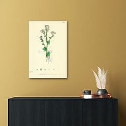 «Cochlearia Officinalis. Common Scurvy-grass.» в интерьере офиса с кирпичными стенами «Cochlearia Officinalis. Common Scurvy-grass.» в интерьере офиса с кирпичными стенами