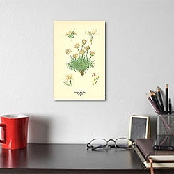 «Thrift or Sea-Pink (Armeria Maritima) 1» в интерьере кабинета в черном цвете «Thrift or Sea-Pink (Armeria Maritima) 1» в интерьере кабинета в черном цвете