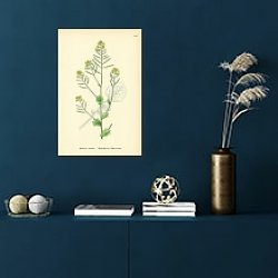 «Barbarea Arcuata. Reichenbachs Yellow-rocket.» в интерьере комнаты с белыми стенами «Barbarea Arcuata. Reichenbachs Yellow-rocket.» в интерьере комнаты с белыми стенами