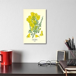 «Canary Broom (Cytisus Canariensis) 3» в интерьере комнаты с белым столом «Canary Broom (Cytisus Canariensis) 3» в интерьере комнаты с белым столом